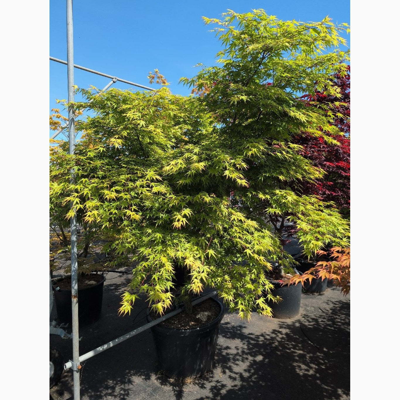 Japansk lönn – Acer pal. 'Arakawa' - C130 200-220 CM